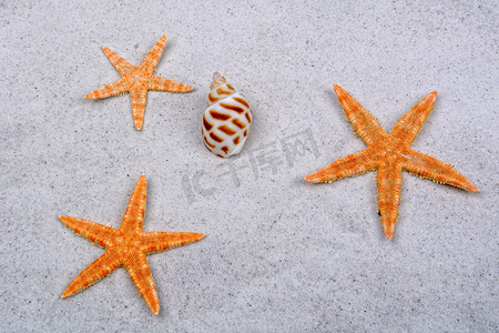 背景中的橙色海星和贝壳