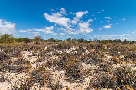 放射蓝色摄影照片_Ria Formosa 沼泽地沙丘上的植被