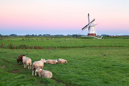 日出时牧场和风车上的羊