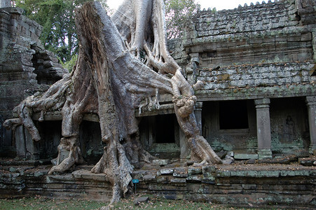 生长在吴哥窟，柬埔寨的树