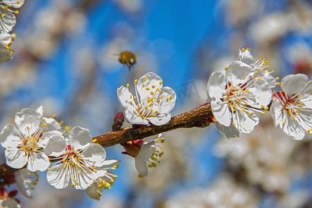 蜜蜂在花园里给幼树花授粉，蜜蜂收集 po