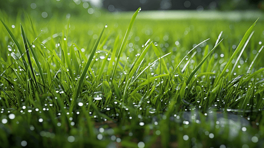 草地青草摄影照片_下雨后湿淋淋的草地