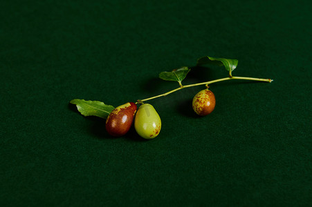 枣果特写镜头，成熟在分支，隔绝在绿色背景。
