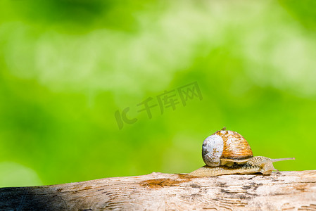 蜗牛在春天的森林里