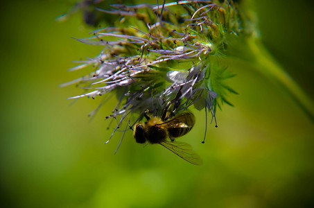 phacelia 花 tanacetifolia 和卑微的蜜蜂的特写镜头收集花蜜