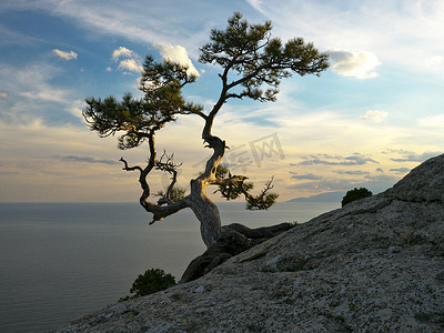 海边岩石上的松树，夕阳下的海景