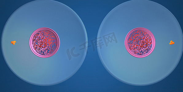 细胞学摄影照片_在细胞生物学中，有丝分裂是细胞周期的一部分，其中复制的染色体被分成两个新的细胞核。 