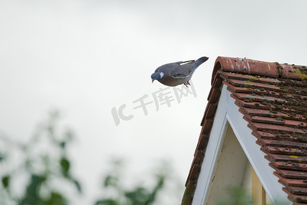 咕咕边框摄影照片_斑鸠从长满苔藓的屋顶瓦片上俯冲下来。