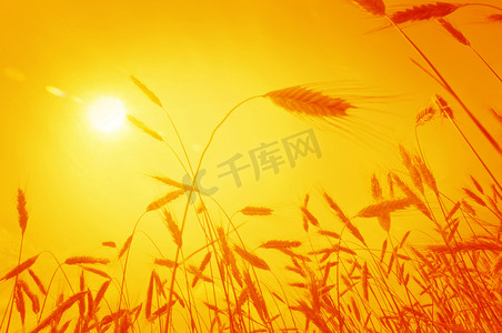 反对初升的太阳的玉米穗