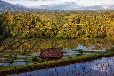 印度尼西亚巴厘岛的绿色梯田