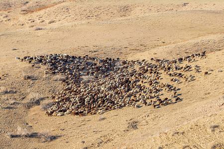 沙漠或草原上一群公羊的景观鸟瞰图
