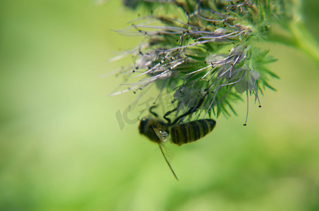 phacelia 花 tanacetifolia 和卑微的蜜蜂的特写镜头收集花蜜