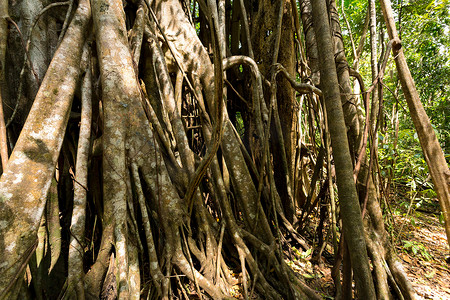 有树根树摄影照片_巨大的树根支撑着 Tangkoko 公园