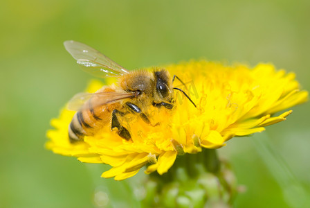 蜜蜂和蒲公英花