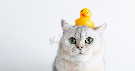 背景鸭摄影照片_滑稽的白猫，头上有一只黄色的橡皮鸭，背景为白色。