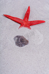 沙子背景中的红海星和贝壳