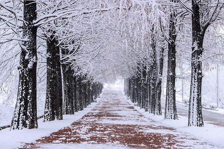 一排树在冬天与飘落的雪花。
