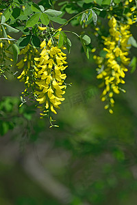 Laburnum anagyroides 黄色的花朵