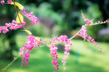 花与栅栏摄影照片_粉红色的花朵与美丽的大自然。
