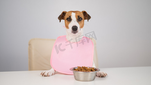 狗杰克罗素梗在粉红色围嘴的餐桌上。
