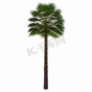 地中海扇形棕榈树