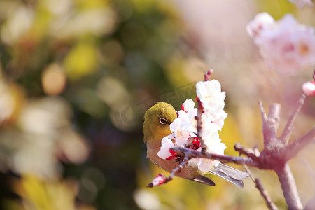 盛开的梅花摄影照片_日本杏树枝上的目白