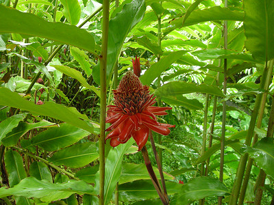 玫瑰红摄影照片_西印度群岛的瓷玫瑰（Etlingera elation）