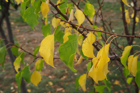 树上泛黄的叶子准备倒下，