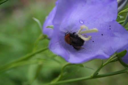 熊蜂