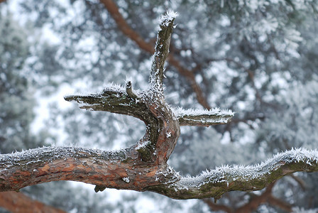 有霜的树枝摄影照片_有霜的松树枝