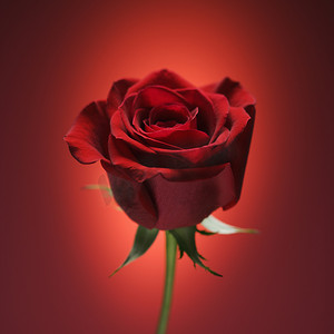 玫瑰红摄影照片_红玫瑰红。