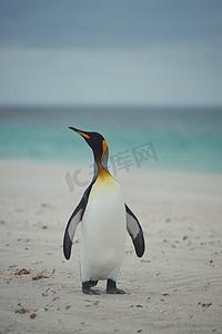 沙滩上的王企鹅