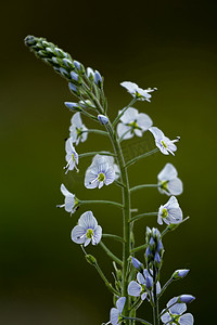 花卉植物摄影照片_龙胆 speedwell，Veronica gentianoides 花卉植物