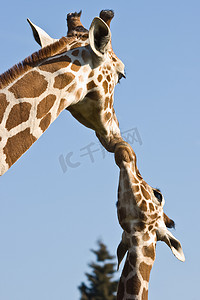 动物和宝宝摄影照片_长颈鹿妈妈和宝宝——爱与关怀