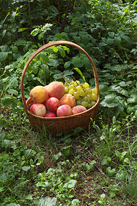 篮子里的桃子、葡萄和苹果