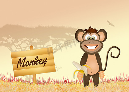 丛林中的猴子