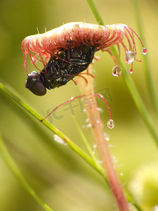 茅膏菜