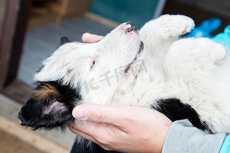 一个女人怀里的小边境牧羊犬小狗