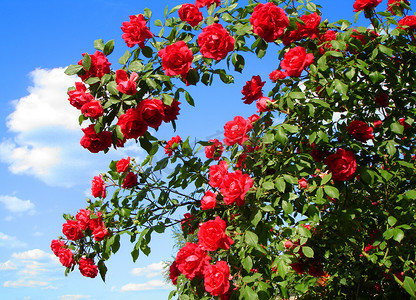 红色花瓣碎片摄影照片_红玫瑰