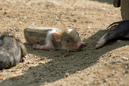 猪可爱动物摄影照片_几只大肚猪