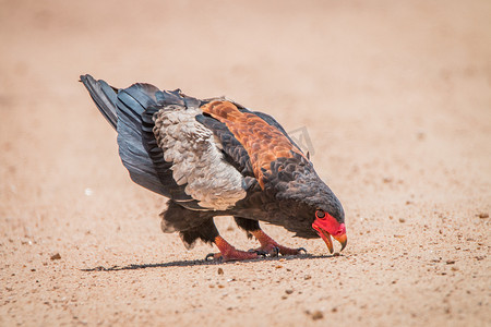 克鲁格国家公园路上的 Bateleur 鹰。