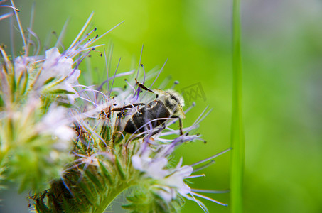 辽宁丹顶鹤视频摄影照片_phacelia 花 tanacetifolia 和卑微的蜜蜂的特写镜头收集花蜜