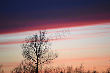 紫粉背景摄影照片_紫粉色天空中的树