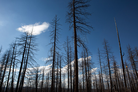 布莱斯峡谷国家公园被烧毁的森林