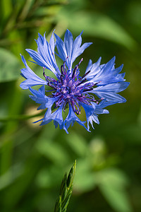 矢车菊，一种青色作物