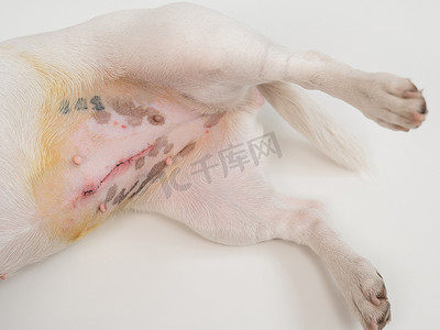 兽医在外科手术后处理狗的缝合线。
