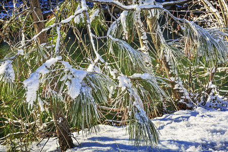 白雪皑皑的毛皮树冬天树叶雪冰韦纳奇河