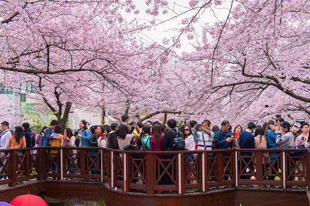 樱花节摄影照片_镇海郡行节是韩国最大的樱花节。