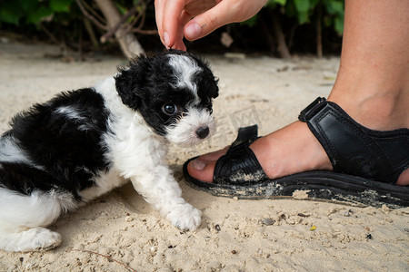 在沙子和人的手上的小可爱的小狗。