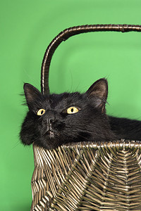 在篮子里的黑色毛茸茸的猫。